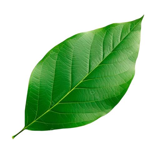 Folha amazônica flutuando